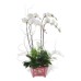 Four Phalaenopsis Orchids (Color of Your Choice) Four Phalaenopsis Orchids (Color of Your Choice)