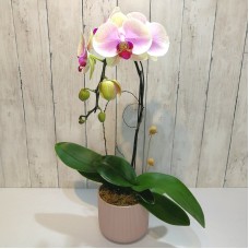 One Orchid (Colour of Your Choice)