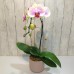One Orchid (Colour of Your Choice) One Orchid (Colour of Your Choice)