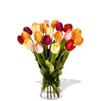 24 Mixed Tulips in Vase