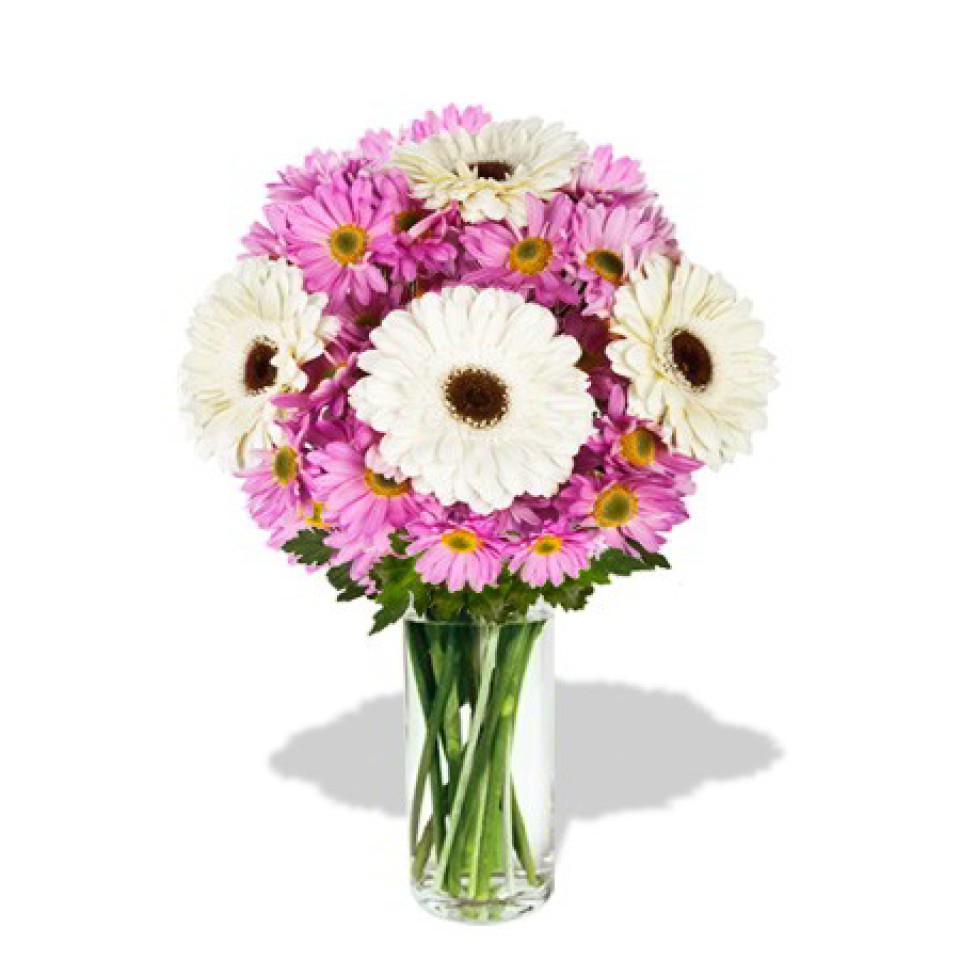 8pcs Gerberas and Chrysanthemum  in Vase 