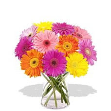 12 Gerberas in Vase 