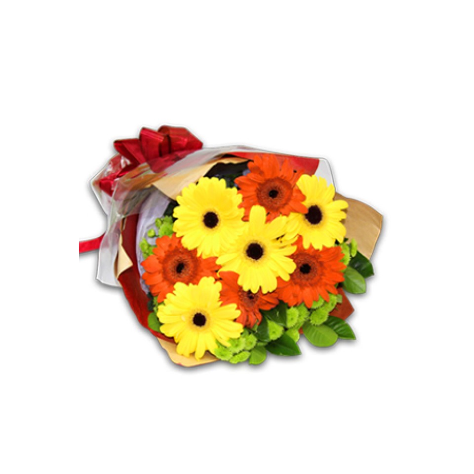 Cheerio 8pcs Gebberas Cheerio 8pcs Gebberas