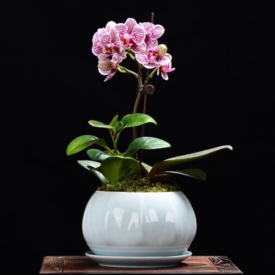 One Mini Orchid (Color of Your Choice) One Mini Orchid (Color of Your Choice)