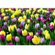 Tulips Bouquet