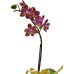 One Mini Orchid (Color of Your Choice) One Mini Orchid (Color of Your Choice)