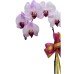 One Orchid (Colour of Your Choice) One Orchid (Colour of Your Choice)