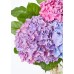 The Andrea Vase  - Three Hydrangea